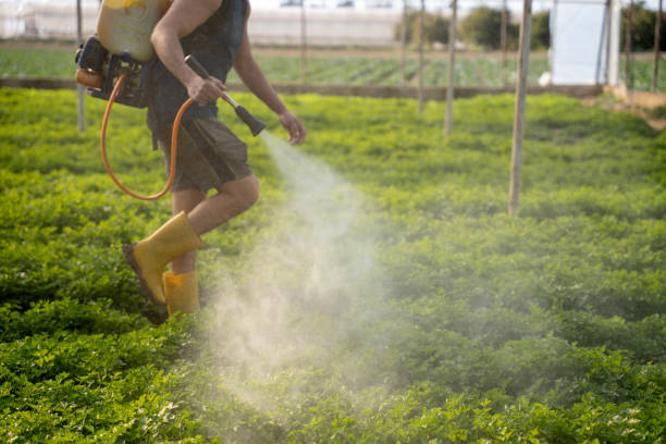 Best Pest Removal Services  in Bradley, WV