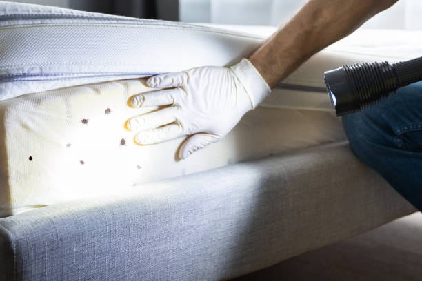 Reliable Bradley, WV Pest Control Solutions