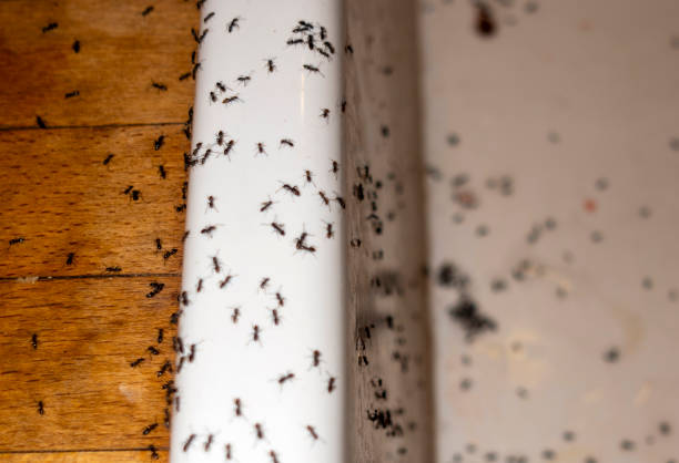 Best Affordable Pest Control Services  in Bradley, WV