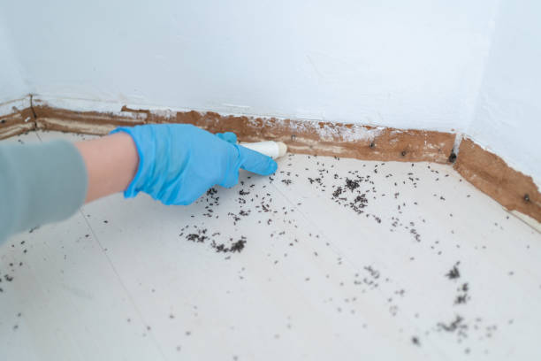 Best Pest Prevention Services  in Bradley, WV